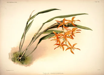 Cattleya harpophylla